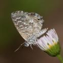 Theclinesthes serpentata (Saltbush Blue).jpg